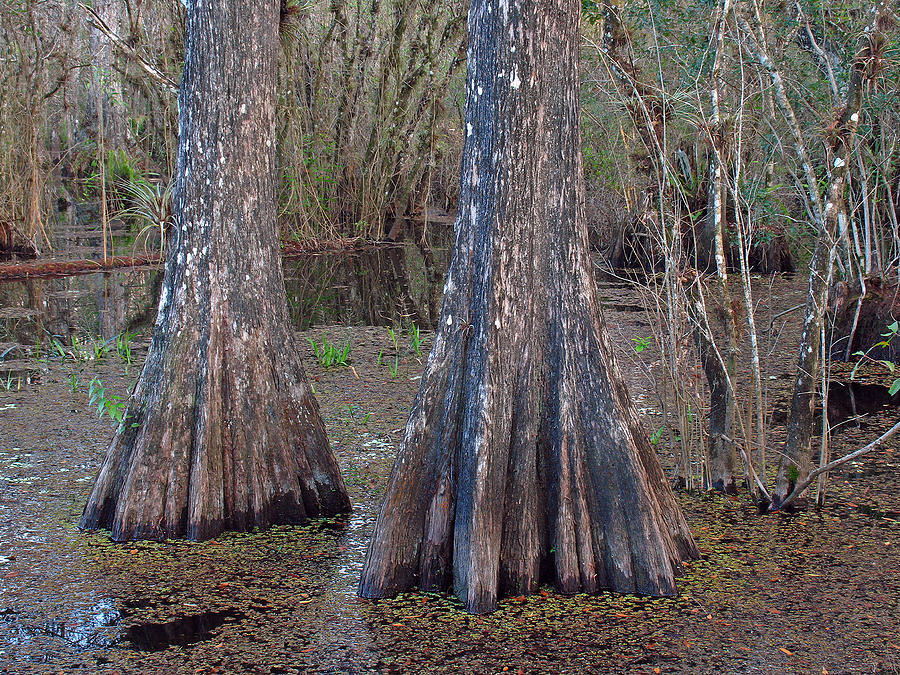 Cypress Trees at Duck Pond Photograph by Juergen Roth