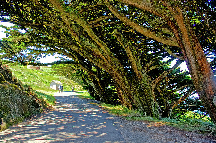 Cypress Trees at Point Reyes National Seashore, California  Photograph by Ruth Hager