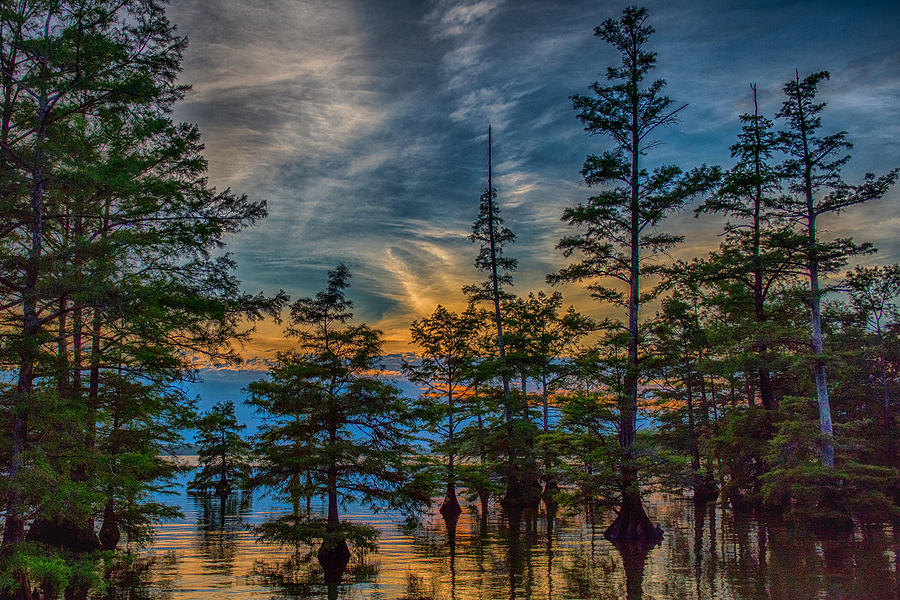 Cypress Trees At Sunset Photograph by Paul Freidlund