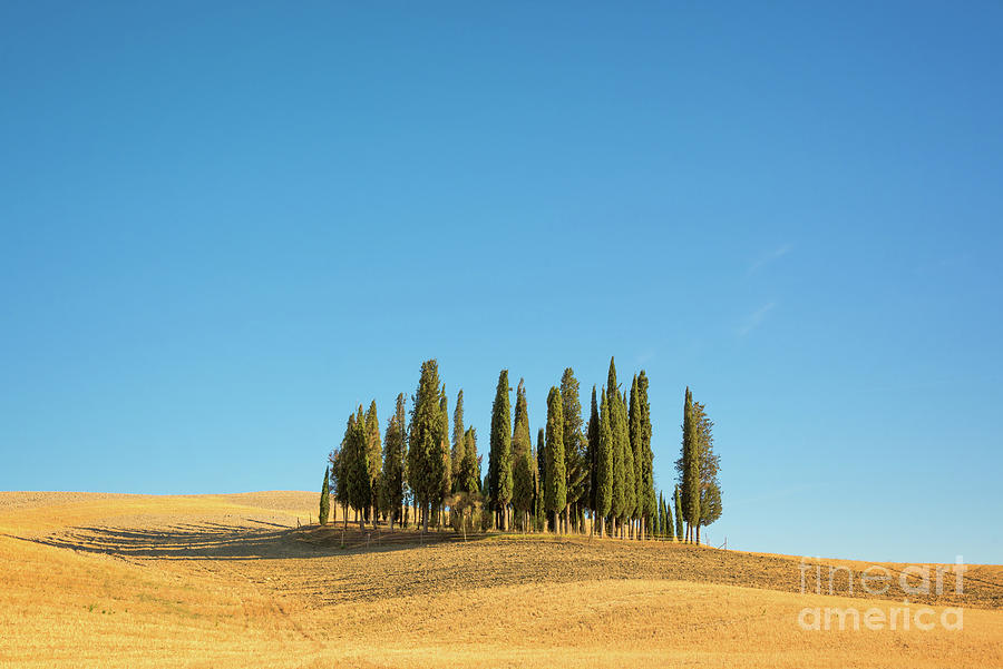 Tuscany Photograph - Cypress Trees by Delphimages Photo Creations Tuscany Photograph - Cypress Trees by Delphimages Photo Creations