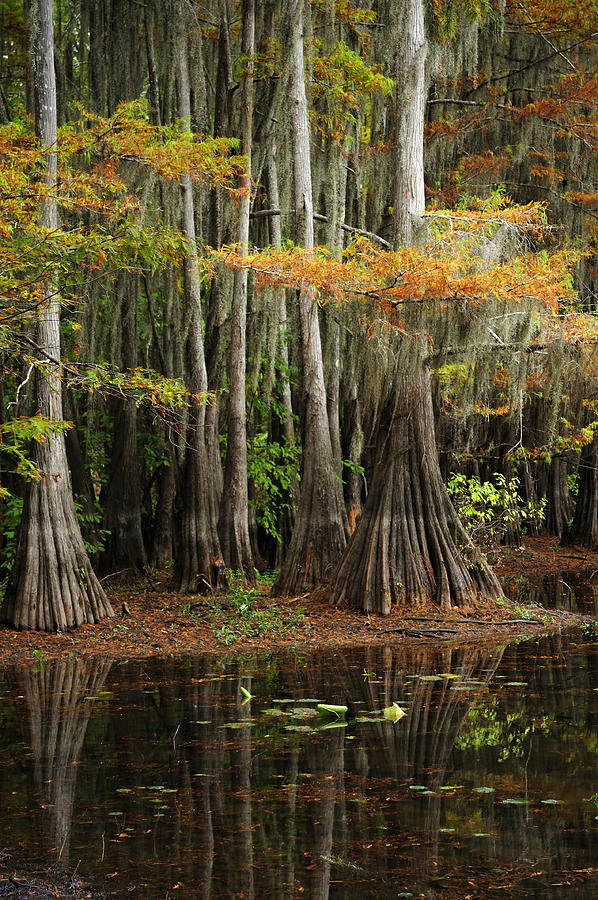 Cypress Trees Forest Photograph by Iris Greenwell
