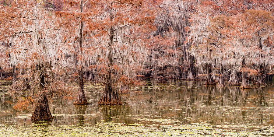 cypress trees in caddo lake state park, TX Photograph by Mati Krimerman