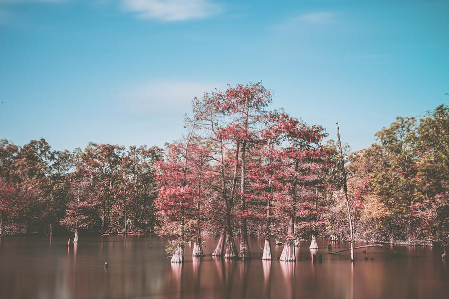 Cypress trees in Lake Photograph by Mati Krimerman