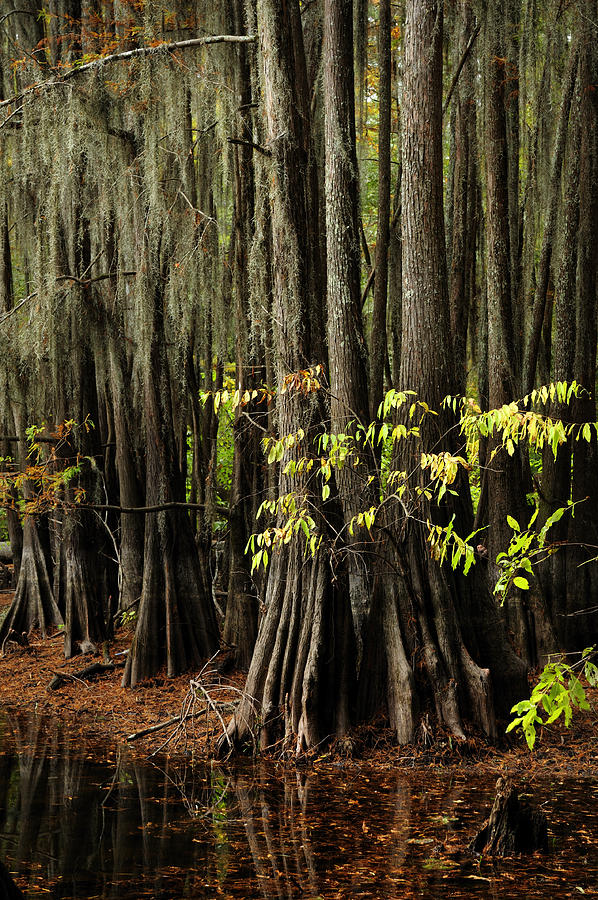 Tree Photograph - Cypress Trees in October by Iris Greenwell