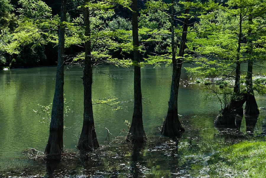 Cypress Trees in Spring Photograph by Iris Greenwell