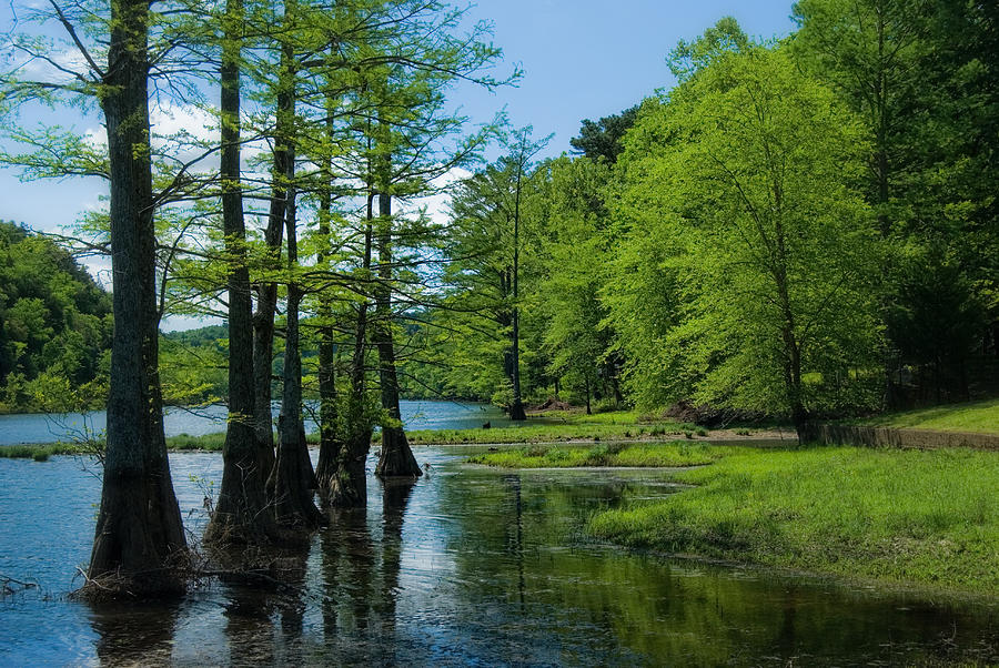 Cypress Trees in the Creek Photograph by Iris Greenwell