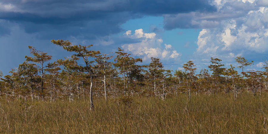 Cypress Trees in the Everglades Photograph by Ed Gleichman