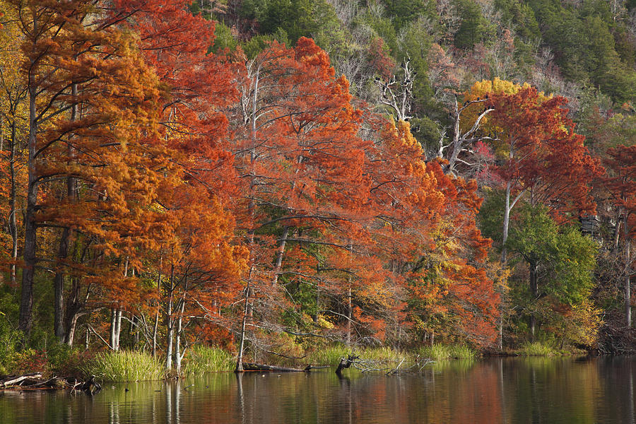 Cypress Trees in the Fork River Photograph by Iris Greenwell