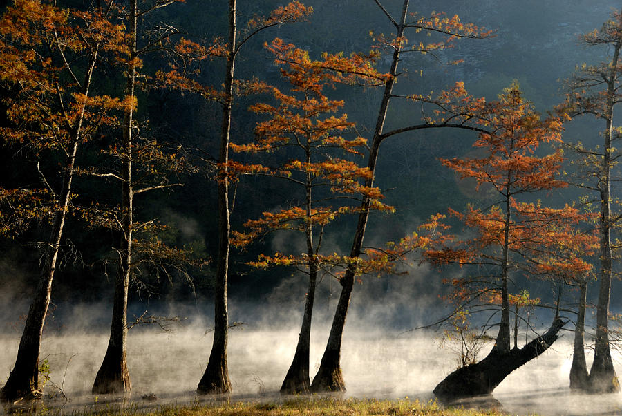 Cypress Trees in the Mist Photograph by Iris Greenwell