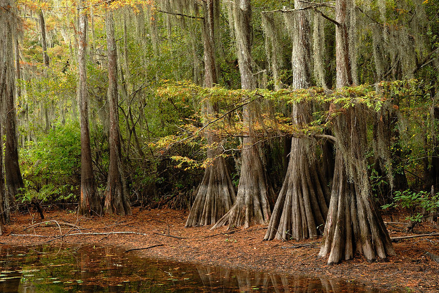 Cypress Trees in the Swamp Photograph by Iris Greenwell
