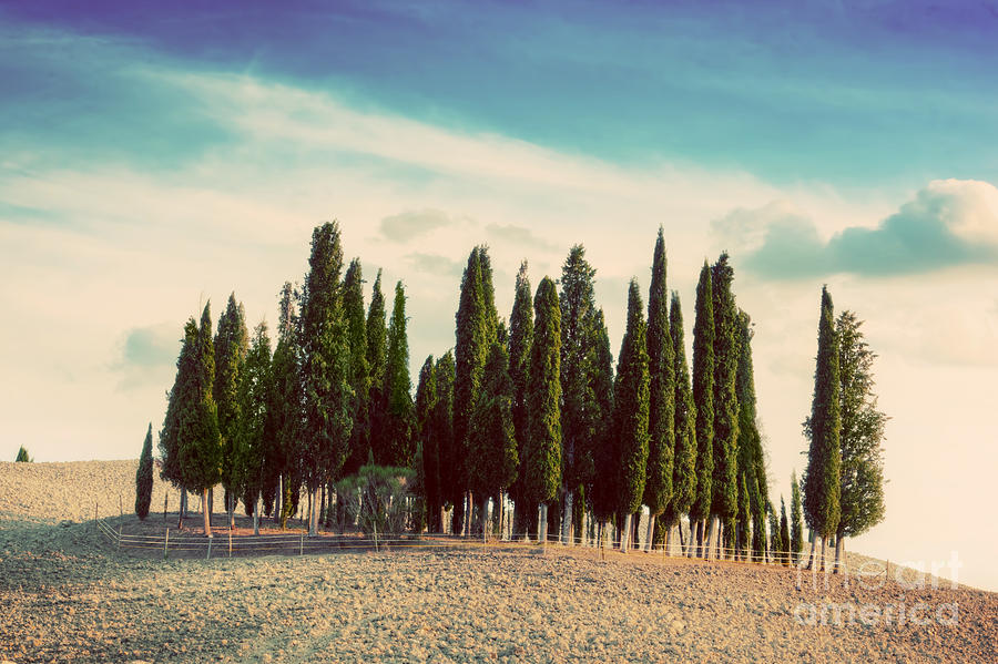 Tree Photograph - Cypress trees on the field in Tuscany by Michal Bednarek