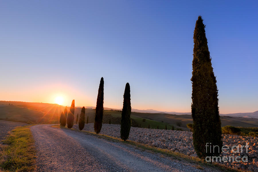 Tree Photograph - Cypress trees road in Tuscany, Italy at sunrise. Val dOrcia by Michal Bednarek