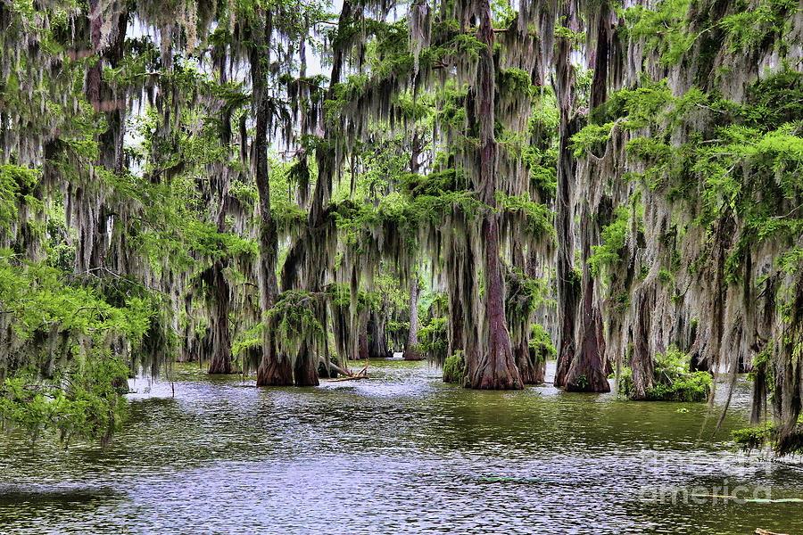 Cypress Trees Swamps Louisiana  Photograph by Chuck Kuhn