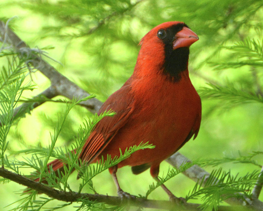 Cypress Tree Cardinal Photograph by Jerry Griffin