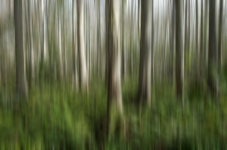 Cypress Tress Digital Abstracts Motion Blur Photograph by Rich Franco