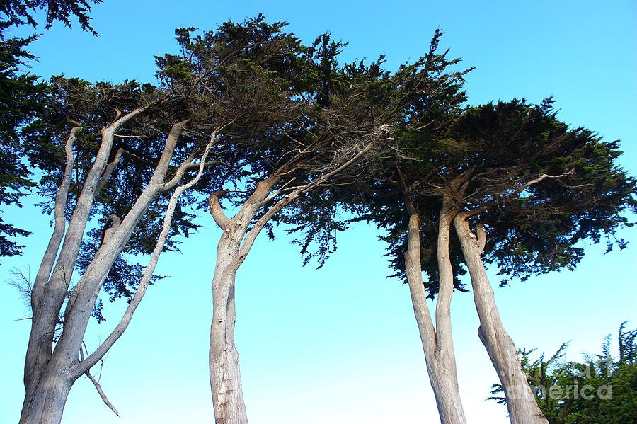 Cypress Trio Photograph by Alison Salome