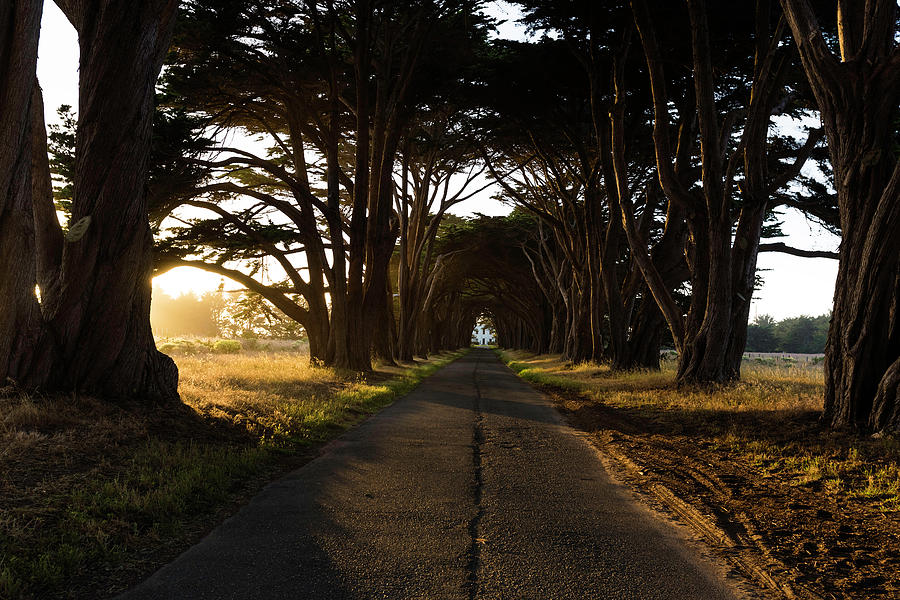 Cypress Tunnel at Golden Hour Photograph by Scott Cunningham