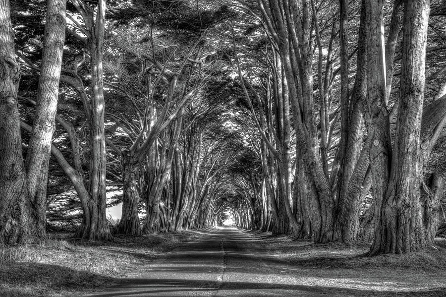 Cypress Tunnel Monochrome Photograph by Paul LeSage