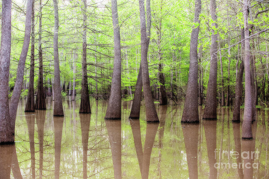 Cypress - Tupelo Swamp North Louisiana Photograph by Scott Pellegrin