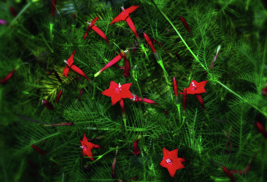Cypress Vine 006 Photograph by George Bostian