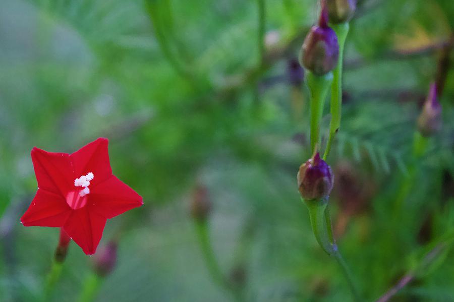 Cypress Vine Bloom and Seed Pods Photograph by M E