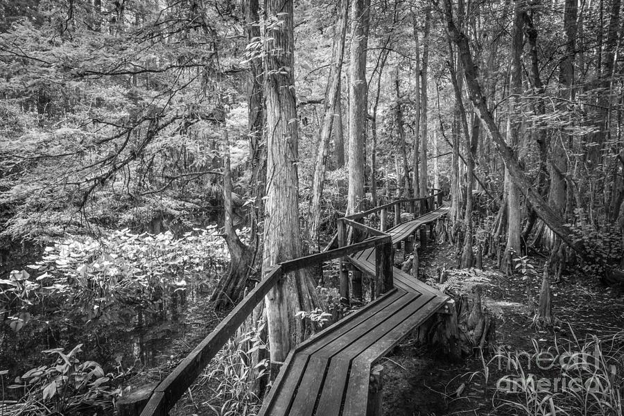 Cypress Walk, Black and White Photograph by Liesl Walsh
