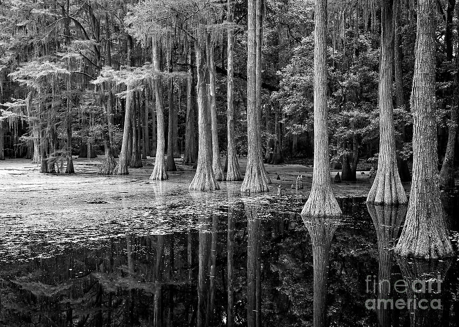 Cypresses in Tallahassee Black and White Photograph by Carol Groenen