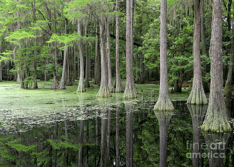 Tree Photograph - Cypresses in Tallahassee by Carol Groenen