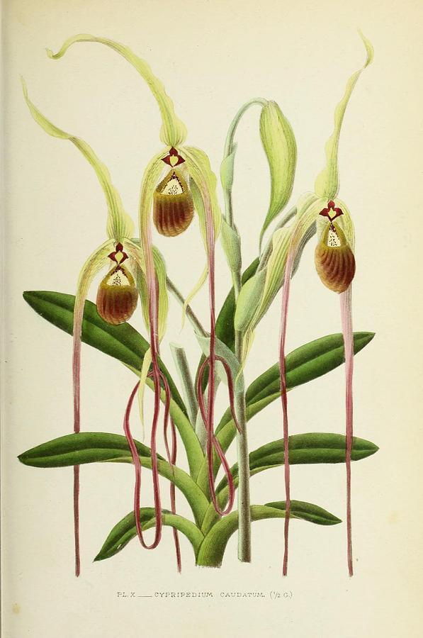 Cypripedium Caudatum Painting by Philip Ralley - Pixels