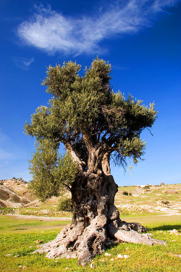 Cyprus Olive Photograph by John McKinlay