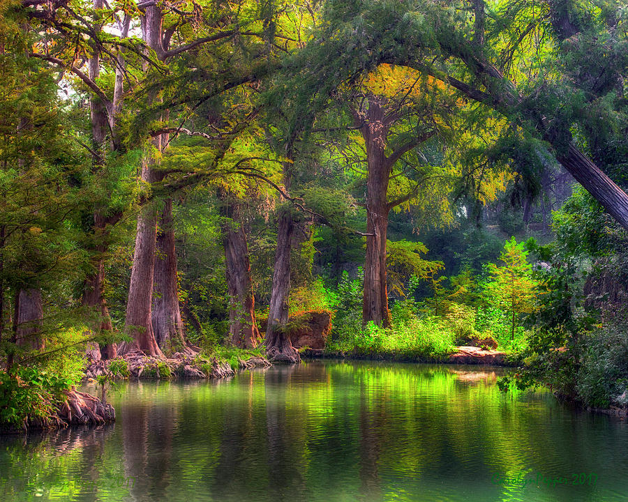 Cyprus Springs Photograph by Carolyn Pepper - Fine Art America