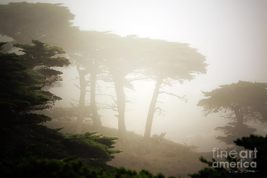 Cyprus Tree Grove in Fog Photograph by Craig J Satterlee