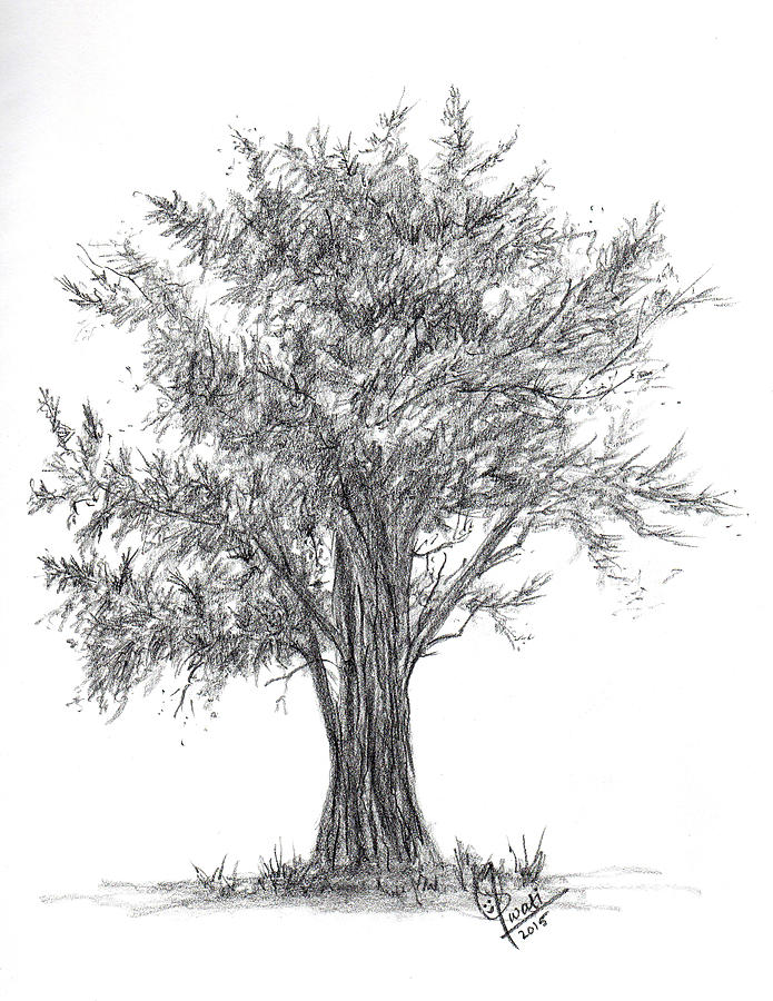 Cyprus tree Drawing by Swati Singh - Fine Art America