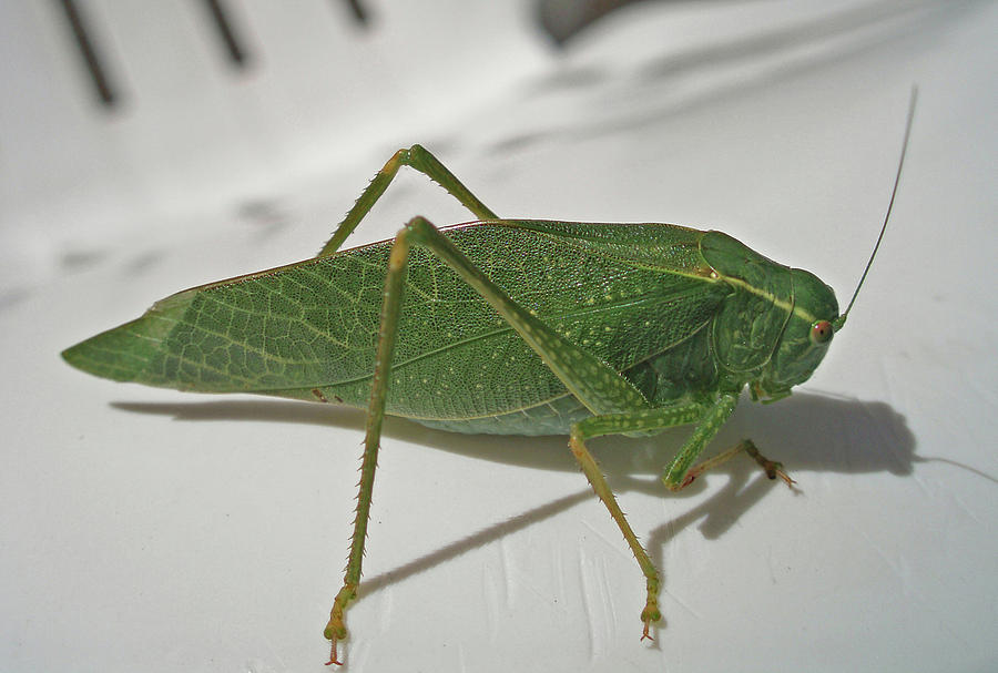 D-A0003 Katydid on Sonoma Mountain Photograph by Ed Cooper Photography