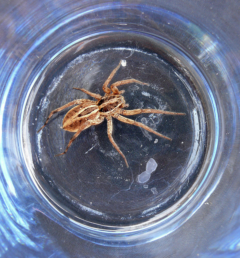 D-A0011 Wolf Spider on Sonoma Mountain Photograph by Ed Cooper Photography