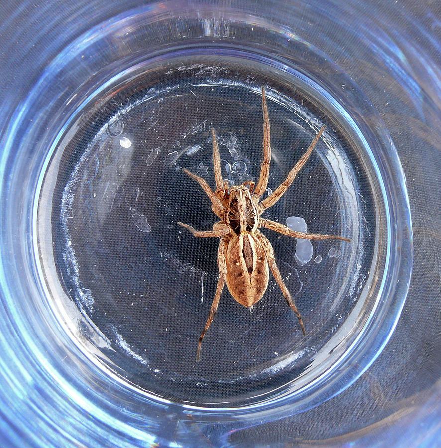 D-A0012 Wolf Spider on Sonoma Mountain Photograph by Ed Cooper Photography
