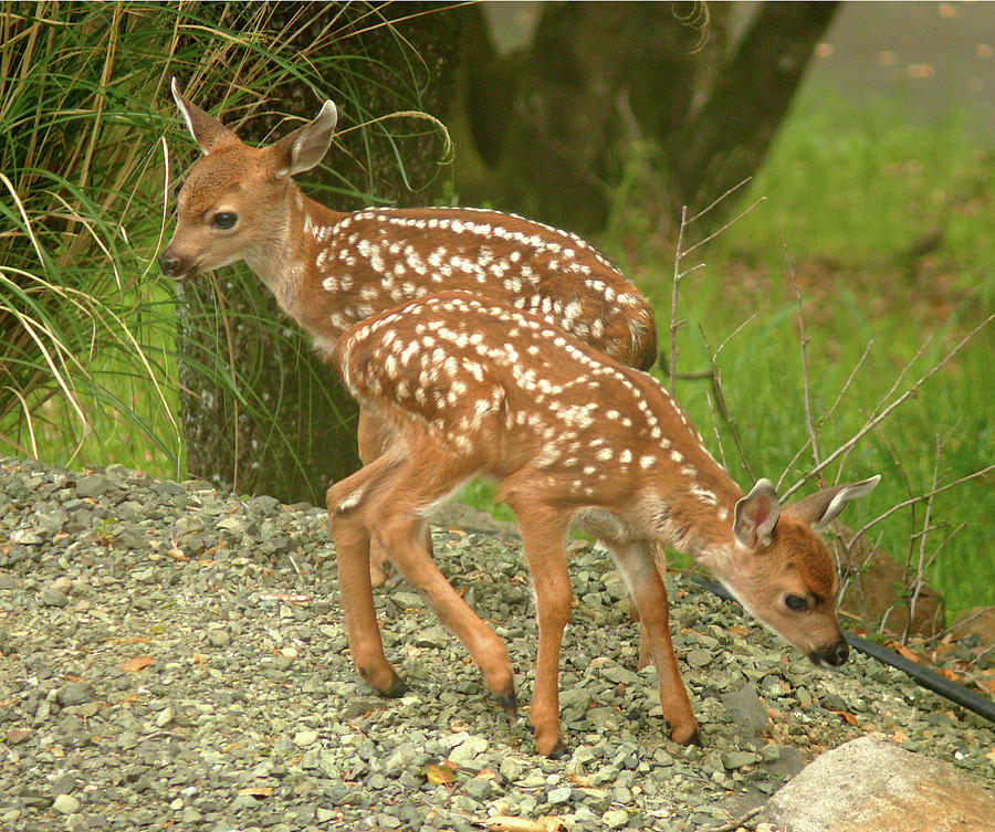D-A0013 Mule Deer Fawns Photograph by Ed Cooper Photography