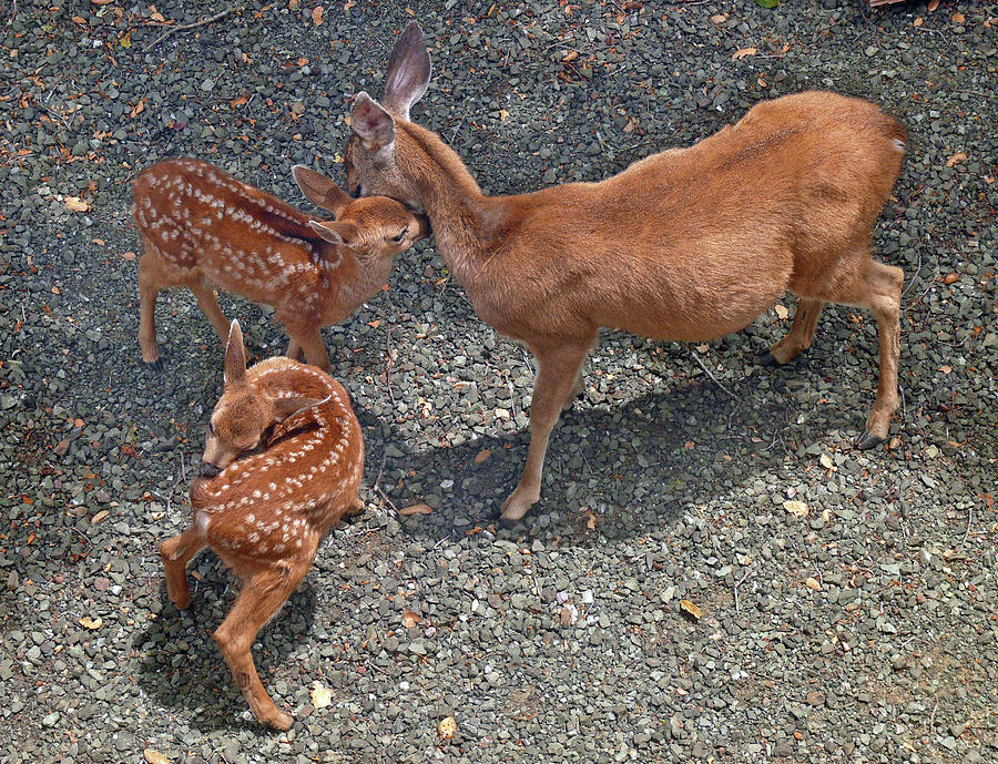 D-A0015 Deer and Fawns on Sonoma Mountain Photograph by Ed Cooper Photography