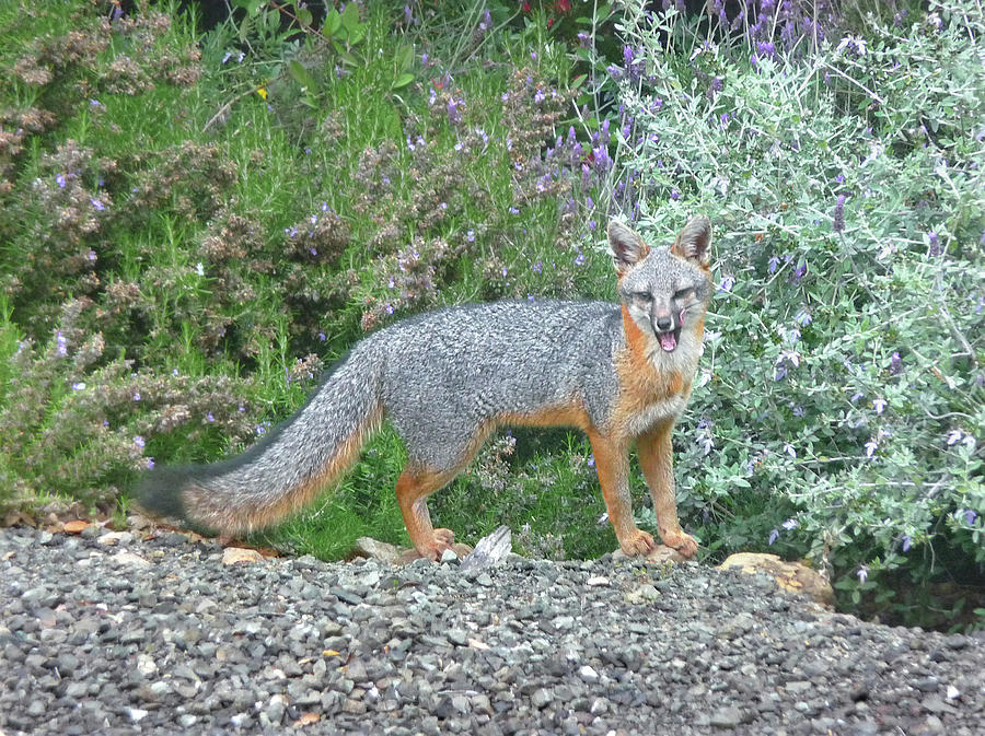 D-A0041-DC Gray Fox Barking at us on Sonoma Mountain Photograph by Ed Cooper Photography