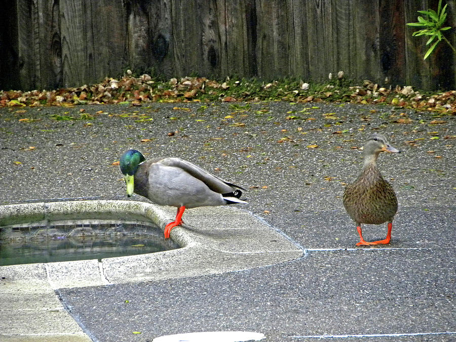 D-A0048 Mallard Ducks in our Yard Photograph by Ed Cooper Photography