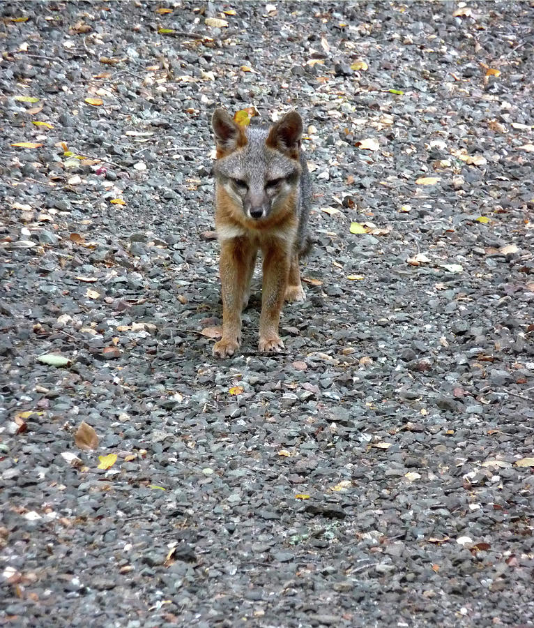 D-A0051-DC Gray Fox Pup Photograph by Ed Cooper Photography