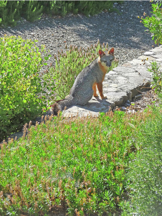 D-A0052-DC Gray Fox on our Property Photograph by Ed Cooper Photography