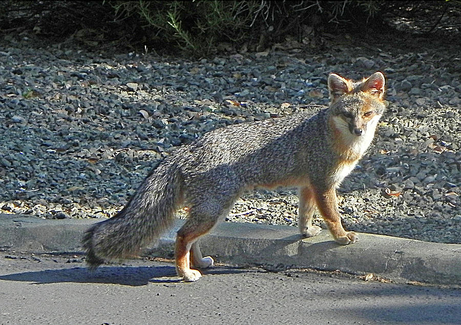 D-A0064 Gray Fox on our Mountain Photograph by Ed Cooper Photography