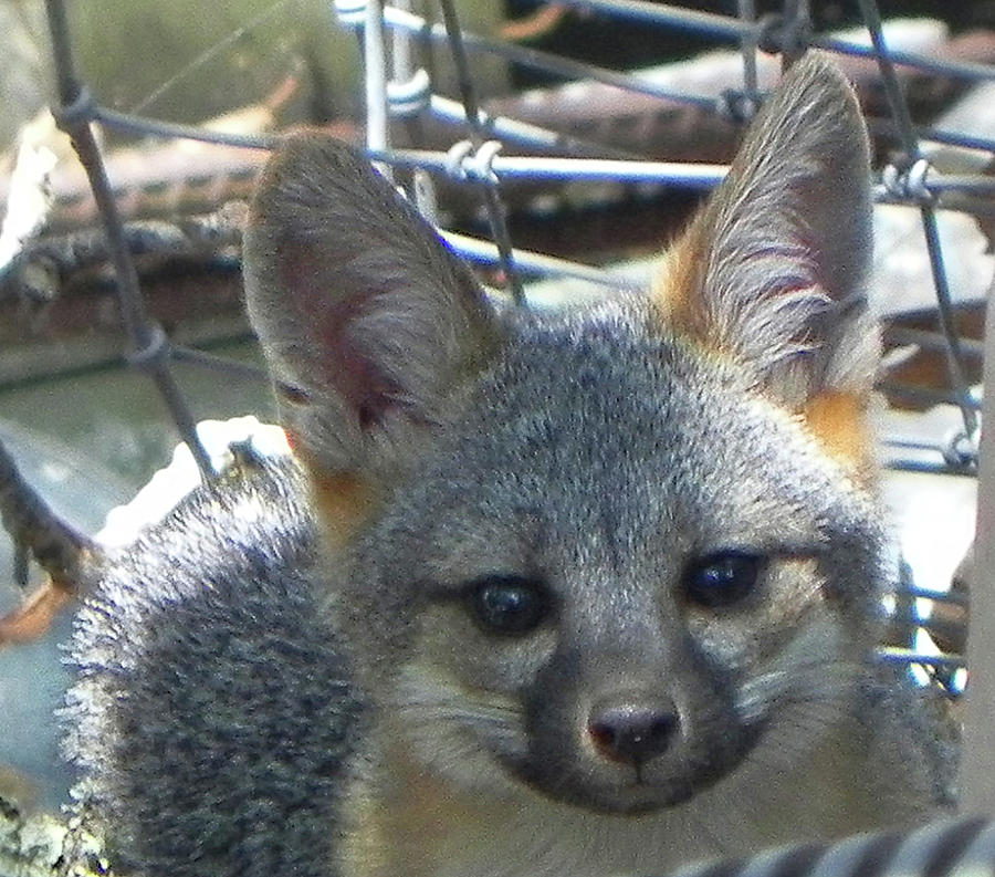 D-A0068 Gray Fox Pup Photograph by Ed Cooper Photography