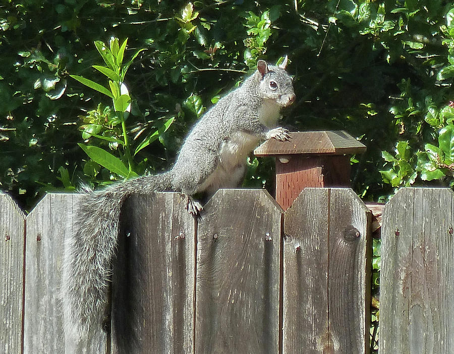 D-A0071-E-DC Gray Squirrel on our Fence Photograph by Ed Cooper Photography