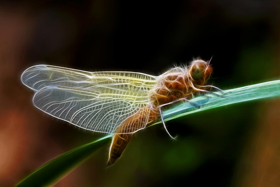 Insects Photograph - D R A G O N F L Y by Thomas Herzog