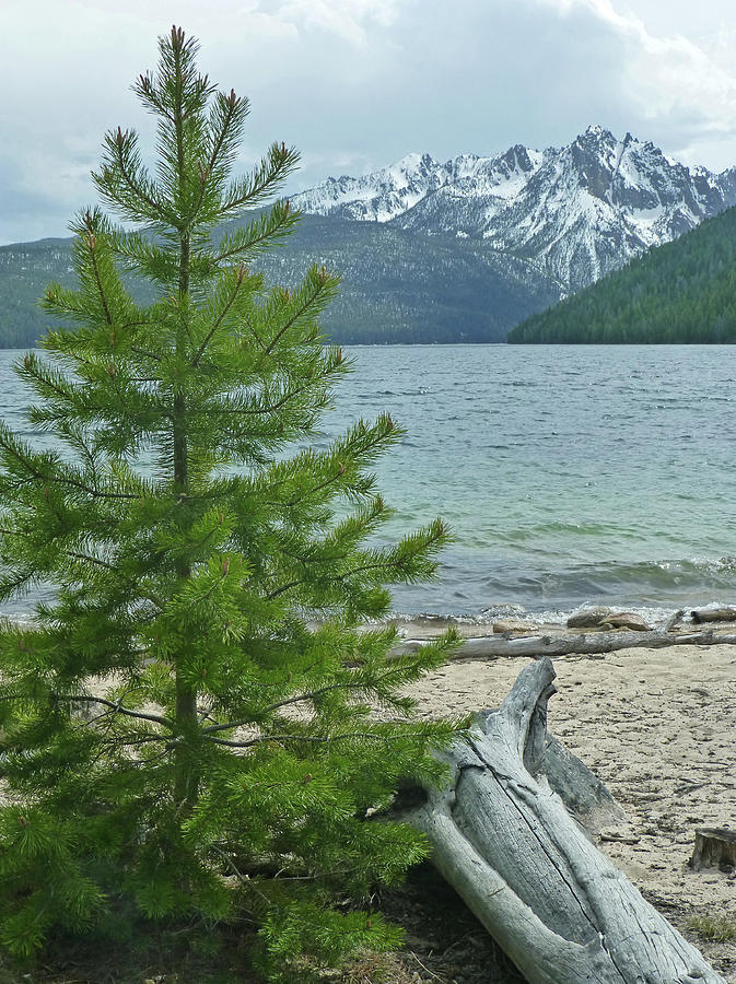 D07334-DC Tree and Sawtooths rising above Redfish Lake Photograph by Ed Cooper Photography