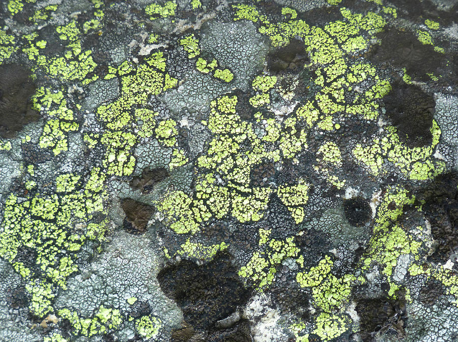 D07343-DC Lichen on Rock Photograph by Ed Cooper Photography