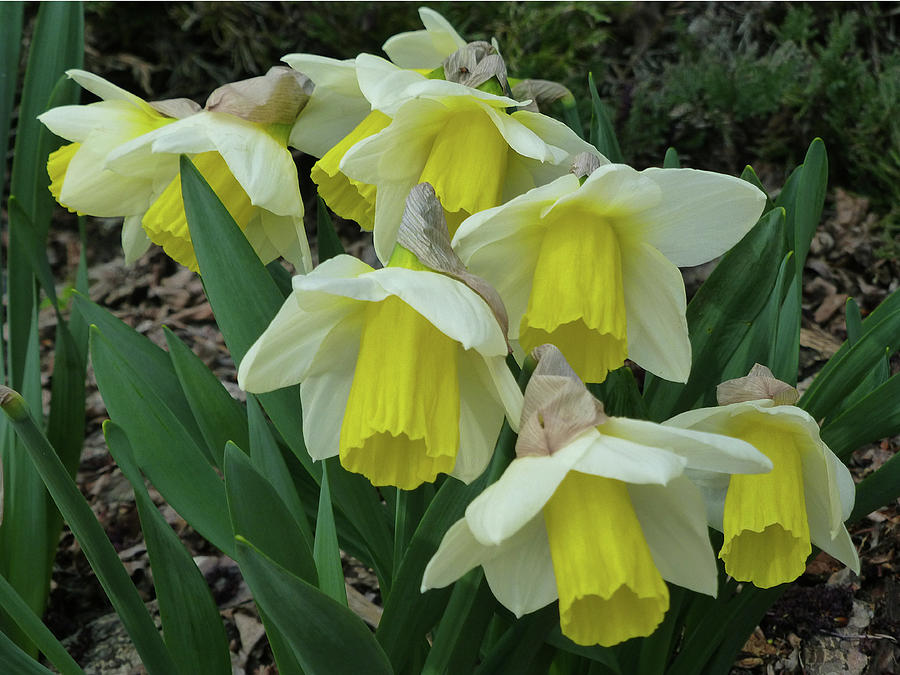 D07609-DC Daffodils Photograph by Ed Cooper Photography