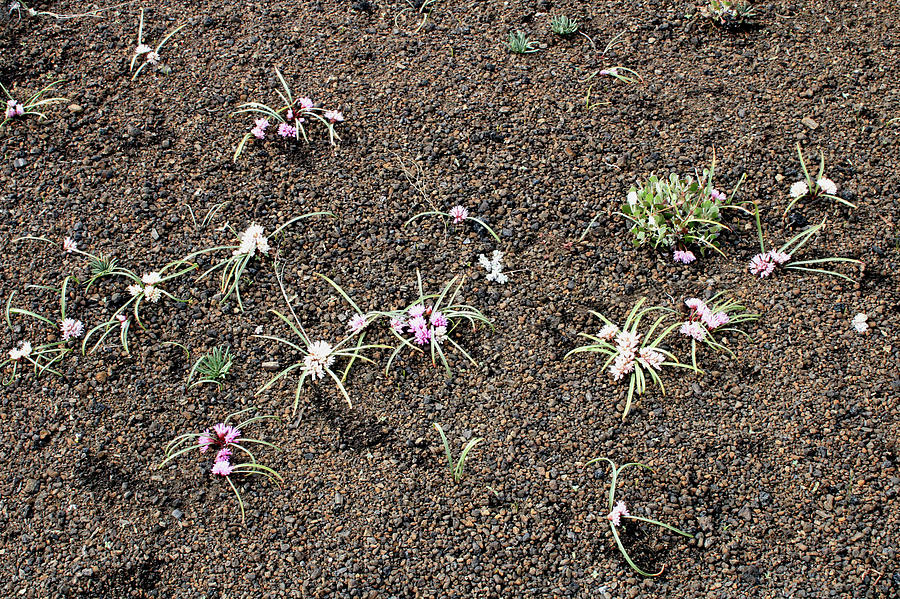 D07790 Onion Plants in Craters of the Moon Photograph by Ed Cooper Photography